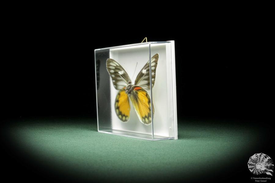 Delias rosenbergi (9892) a butterfly from Asia | Taxidermy | Butterflies