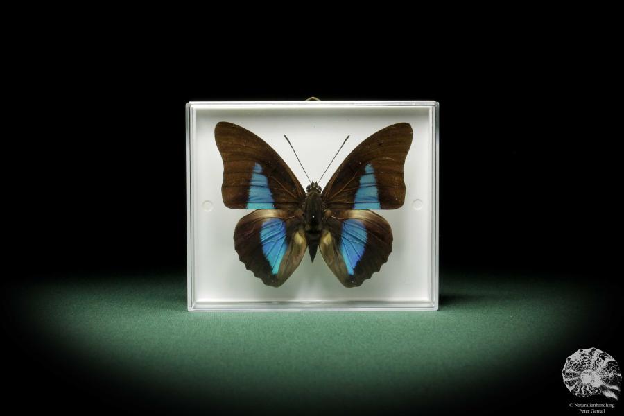 Prepona dexamenus (9896) a butterfly from South America | Taxidermy | Butterflies