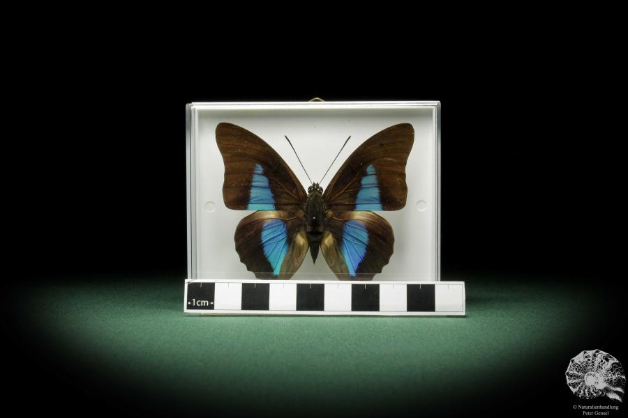 Prepona dexamenus (9896) a butterfly from South America | Taxidermy | Butterflies