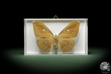 Antheraea pernyi (10025) a butterfly from Central China | Taxidermy | Butterflies