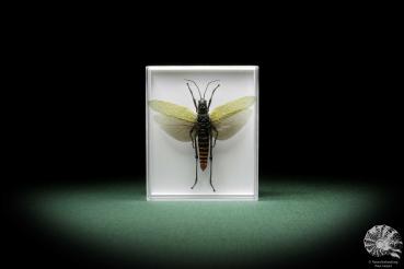 Aularches miliaris (10032) a insect from Malaysia | Taxidermy | Other Insects