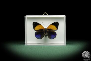 Callithea davisi (10046) a butterfly from South America | Taxidermy | Butterflies