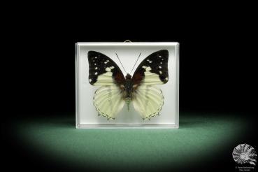 Charaxes hadrianus (10058) a butterfly from Africa | Taxidermy | Butterflies