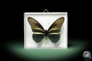 Battus crassus (10233) a butterfly from South America | Taxidermy | Butterflies