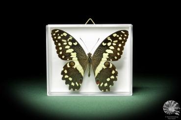 Papilio demodocus (10235) a butterfly from East Africa | Taxidermy | Butterflies