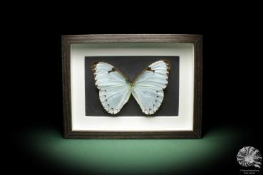 Morpho catenarius (10282) a butterfly from South America | Taxidermy | Butterflies