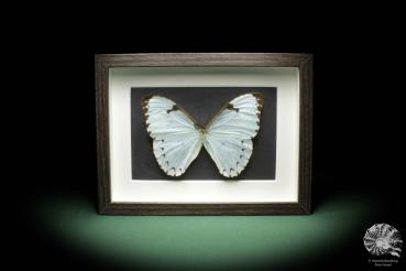 Morpho catenarius ein Schmetterling