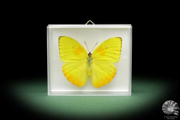 Phoebis philea (10295) a butterfly from South America | Taxidermy | Butterflies