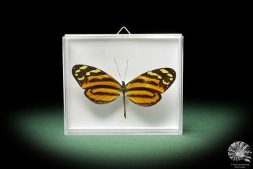 Mechanitis menapis doryssus (10307) a butterfly from South America | Taxidermy | Butterflies