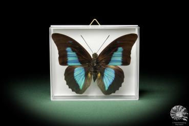 Prepona laertes (10366) a butterfly from South America | Taxidermy | Butterflies