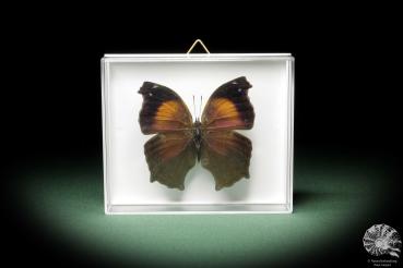 Salamis cacta (10371) a butterfly from Africa | Taxidermy | Butterflies