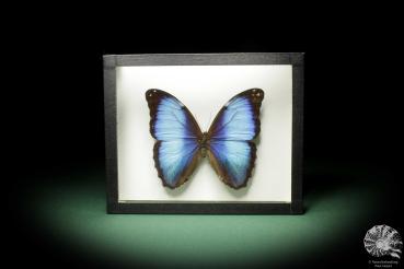 Morpho deidamia (10404) a butterfly from South America | Taxidermy | Butterflies