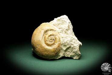 Globularia hemisphaerica (10554) a snail from France | Fossils | Snails