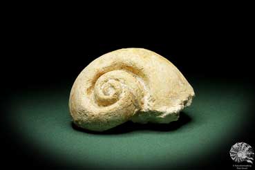 Globularia hemisphaerica (10555) a snail from France | Fossils | Snails