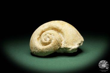 Globularia hemisphaerica a snail