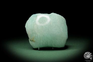 Amazonite (10706) a mineral from Madagascar | Minerals | Global