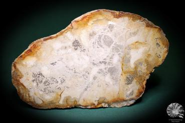 Verkieseltes Holz (1079) a fossil plant from Indonesia | Fossils | Plants