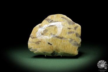 Schriftgranit (10860) ein Mineral aus Madagaskar | Mineralien | Weltweit