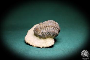 Phacops spec. (1099) a trilobite from Southeast Morocco | Fossils | Trilobites