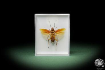 Ectobiidae ssp. (11007) a insect from Southeast Asia | Taxidermy | Other Insects