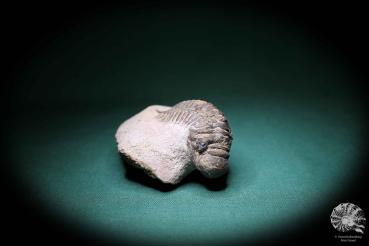 Crotalocephalus gibbus ein Trilobit