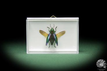 Cyphogastra calepyga (11058) a beetle from Indonesia | Taxidermy | Beetles