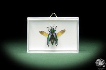 Cyphogastra calepyga (11063) a beetle from Indonesia | Taxidermy | Beetles