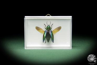 Cyphogastra calepyga (11064) a beetle from Indonesia | Taxidermy | Beetles