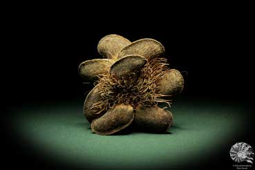 Banksia candolleana (11255) eine Trockenfrucht aus Australien | Trockenfrüchte