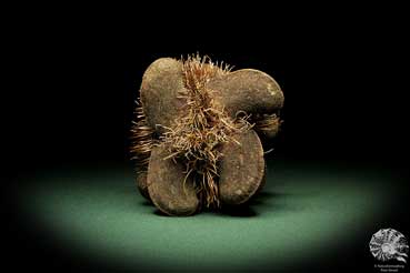 Banksia candolleana (11257) eine Trockenfrucht aus Australien | Trockenfrüchte