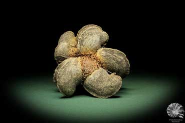 Banksia candolleana (11265) eine Trockenfrucht aus Australien | Trockenfrüchte