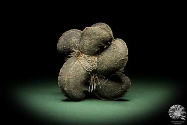 Banksia candolleana (11266) eine Trockenfrucht aus Australien | Trockenfrüchte