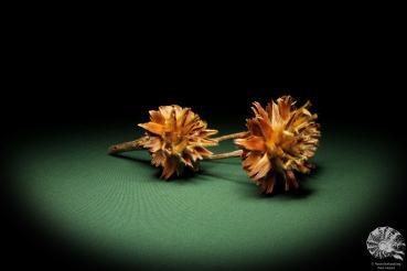 Leucadendron rubrum (11359) a dried fruit from South Africa | Dried fruit