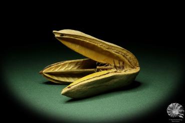 Qualea grandiflora (11707) a dried fruit from South America | Dried fruit