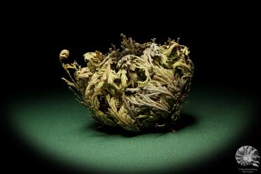 Selaginella lepidophylla (11964) a dried fruit from Southern North America | Dried fruit