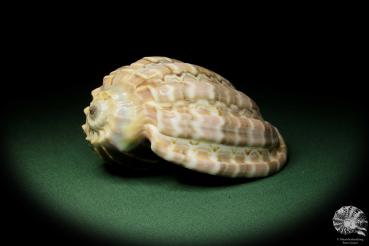 Harpa davidis (12079) a snail from East Africa | Conchylia | Snails