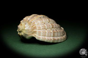 Harpa davidis (12089) a snail from East Africa | Conchylia | Snails