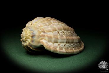 Harpa davidis (12092) a snail from East Africa | Conchylia | Snails