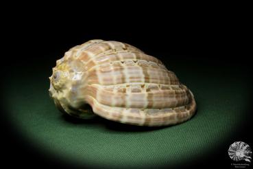 Harpa davidis (12100) eine Schnecke aus Ostafrika | Conchylien | Schnecken