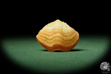 Terebratalia transversa (12239) a shell from Mexico | Conchylia | Shells & Brachiopods