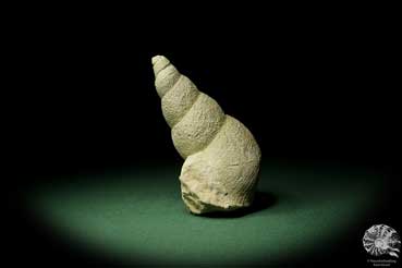 Bourguetia striata (12300) eine Schnecke aus Deutschland | Fossilien | Schnecken