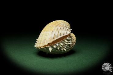 Acanthocardia aculeata (12479) a shell from France | Conchylia | Shells & Brachiopods