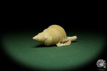 Distorsio reticularis (12511) a snail from Philippines | Conchylia | Snails