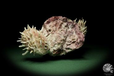 Spondylus spec. & Lopha spec. (12525) a shell from Philippines | Conchylia | Shells & Brachiopods