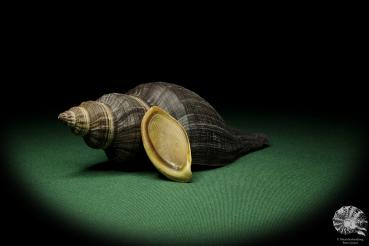 Pugilina morio (12543) a snail from Central Africa | Conchylia | Snails