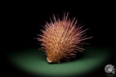 Spondylus visayensis (12554) eine Muschel aus Philippinen | Conchylien | Muscheln & Brachiopoden