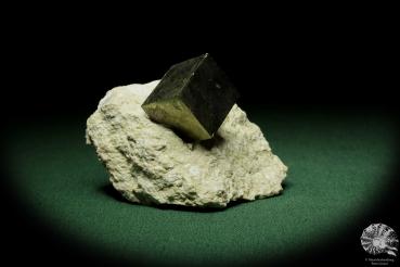 Pyrit XX in Tonschiefer (12655) ein Mineral aus Spanien | Mineralien | Weltweit