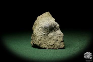 Pterospirifer alatus (12706) eine Muschel aus Deutschland | Fossilien | Muscheln & Brachiopoden