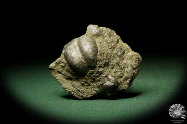 Horridonia horrida (12708) a shell from Germany | Fossils | Shells & Brachiopods