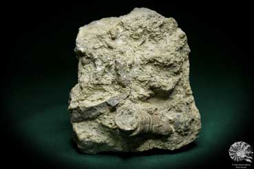 Tryplasma spec. (1271) a coral from Sweden | Fossils | Corals